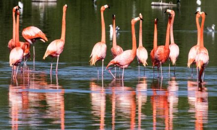 Thane Creek Flamingo Sanctuary