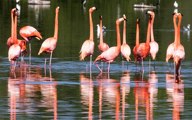 Thane Creek Flamingo Sanctuary